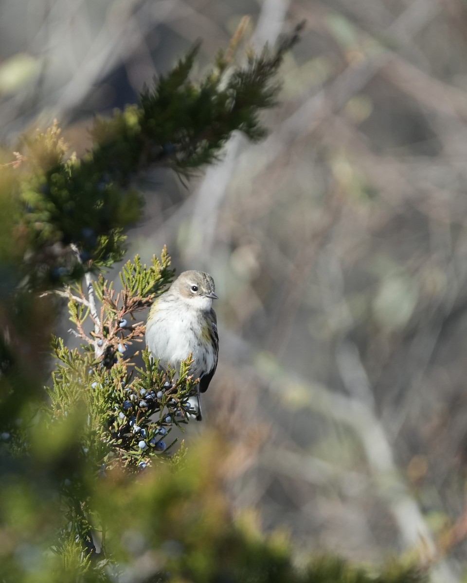 lesňáček žlutoskvrnný (ssp. coronata) - ML646066366