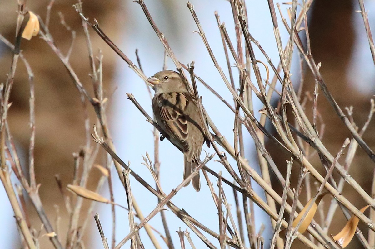House Sparrow - ML646066369