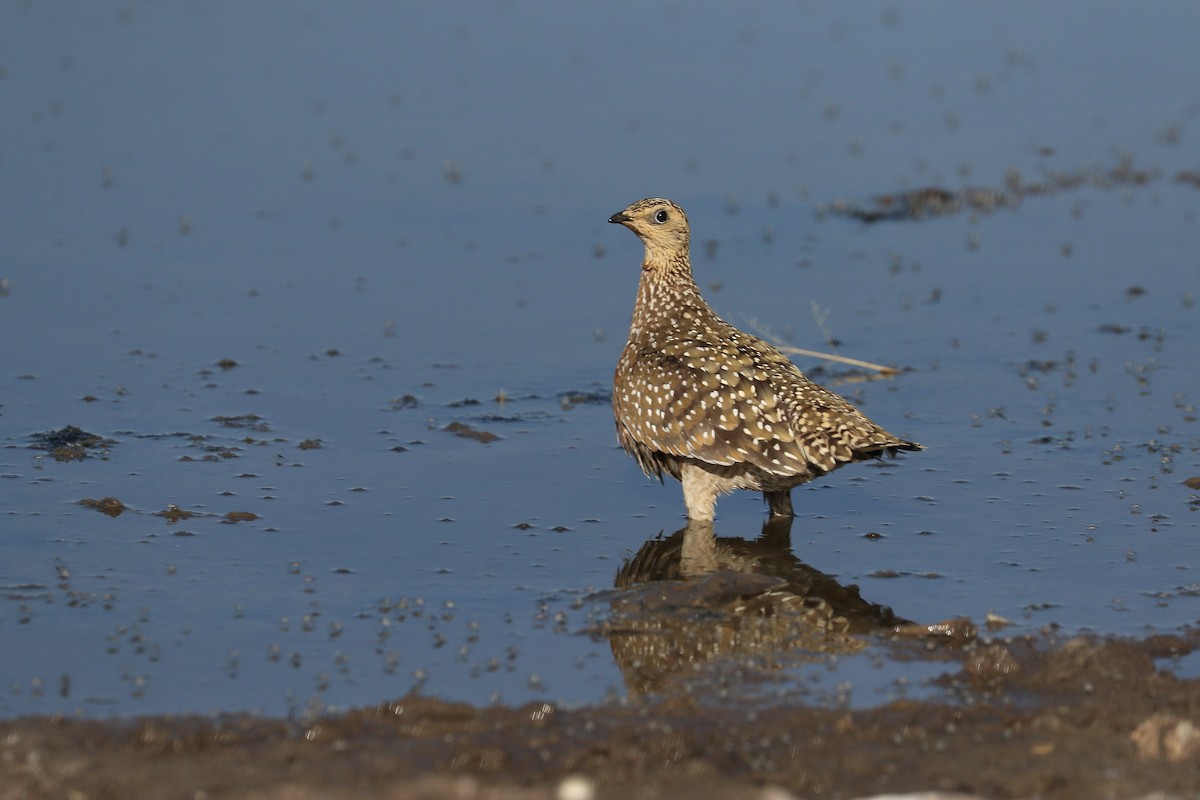 Burchell's Sandgrouse - ML646066370
