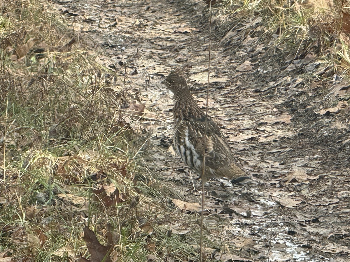 jeřábek kanadský - ML646066382