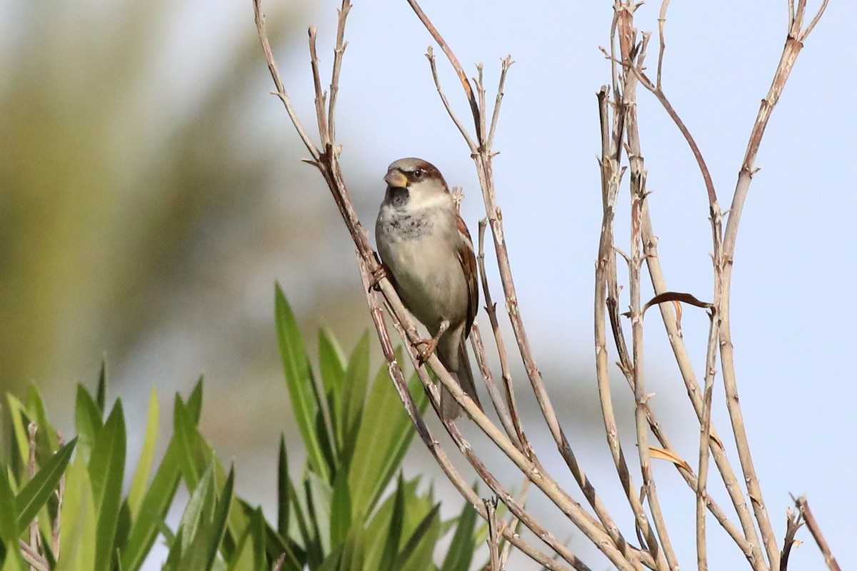 House Sparrow - ML646066384