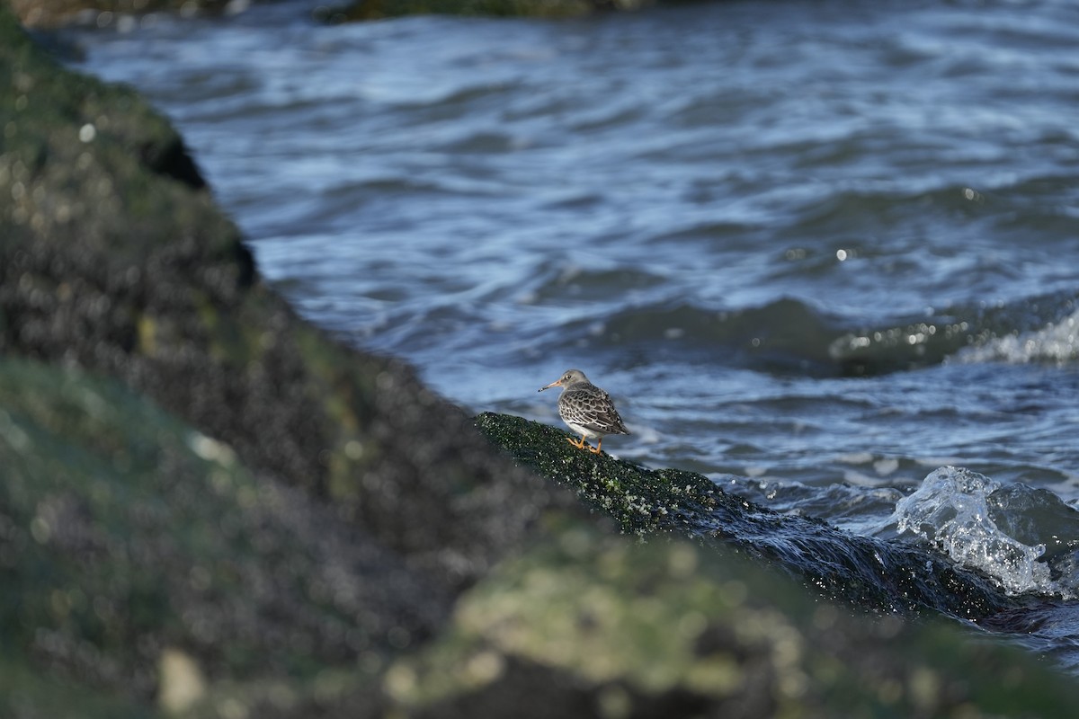 jespák mořský - ML646066397