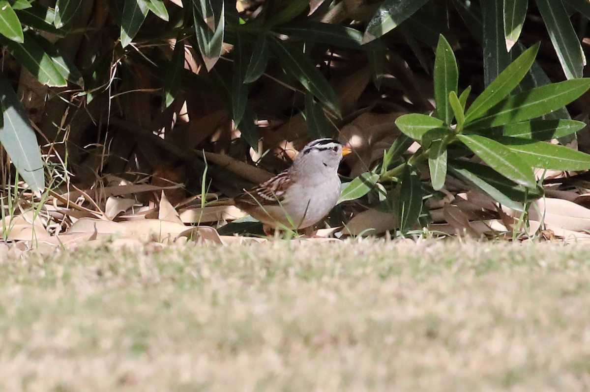 White-crowned Sparrow (Gambel's) - ML646066402