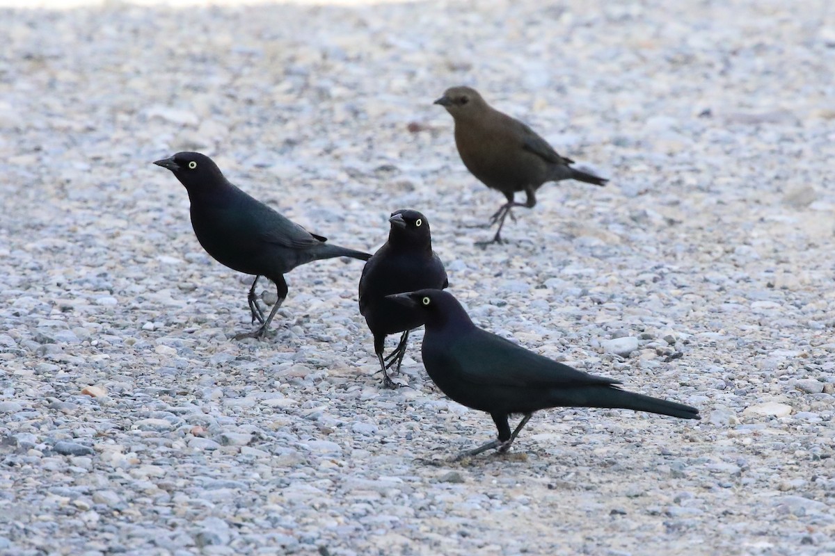 Brewer's Blackbird - ML646066403