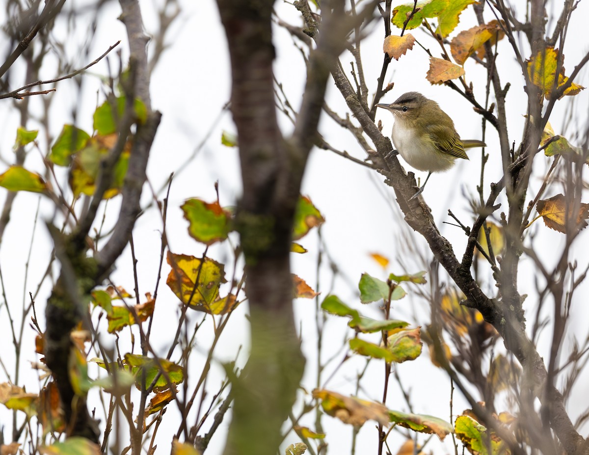 アカメモズモドキ - ML646066405