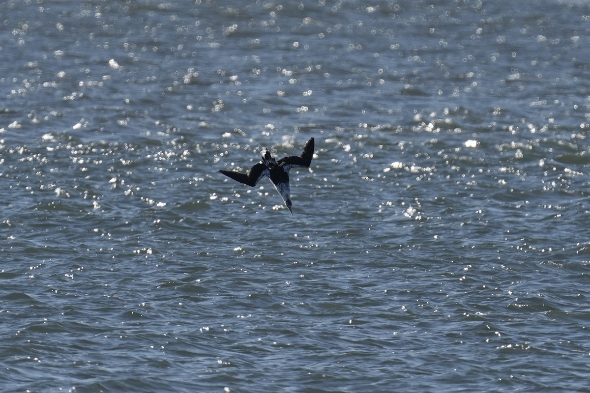 terej bílý - ML646066406