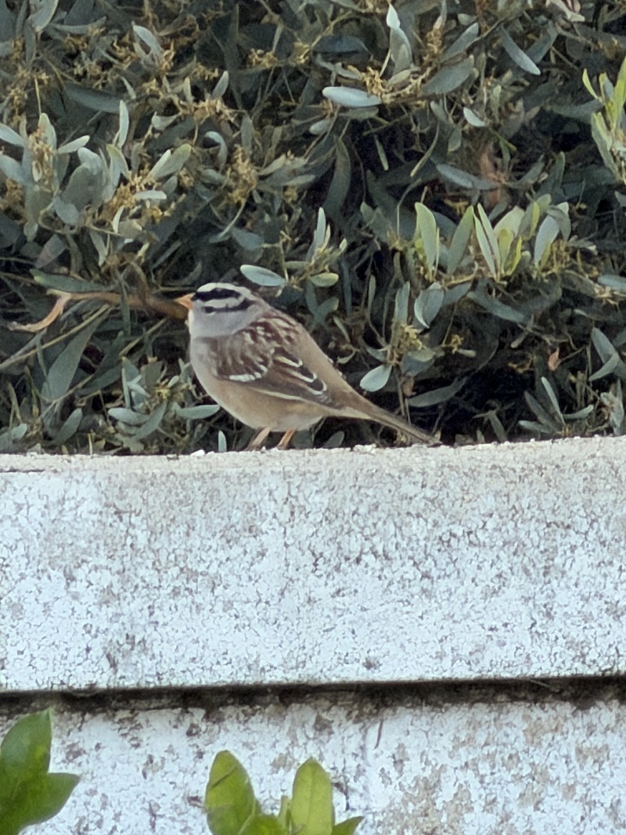 White-crowned Sparrow - ML646066409