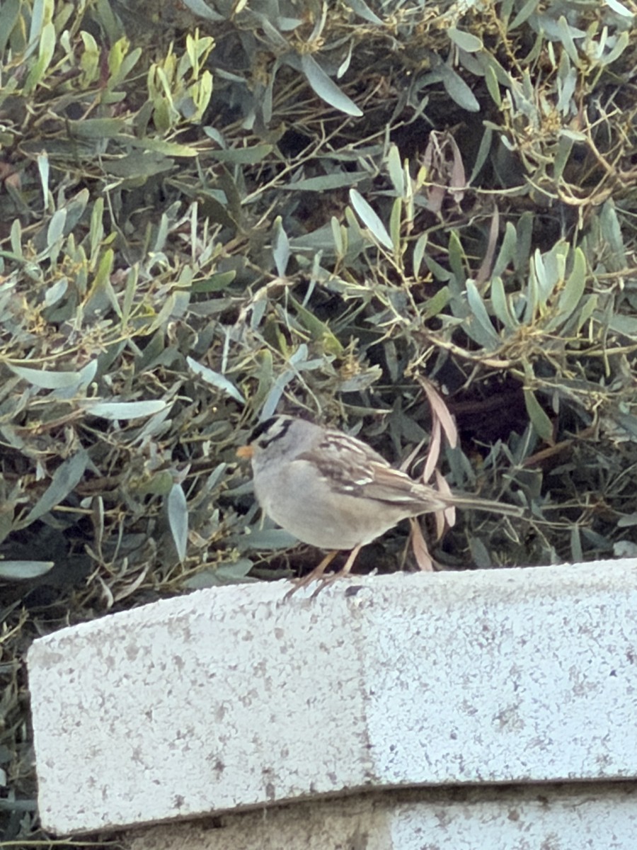 White-crowned Sparrow - ML646066410