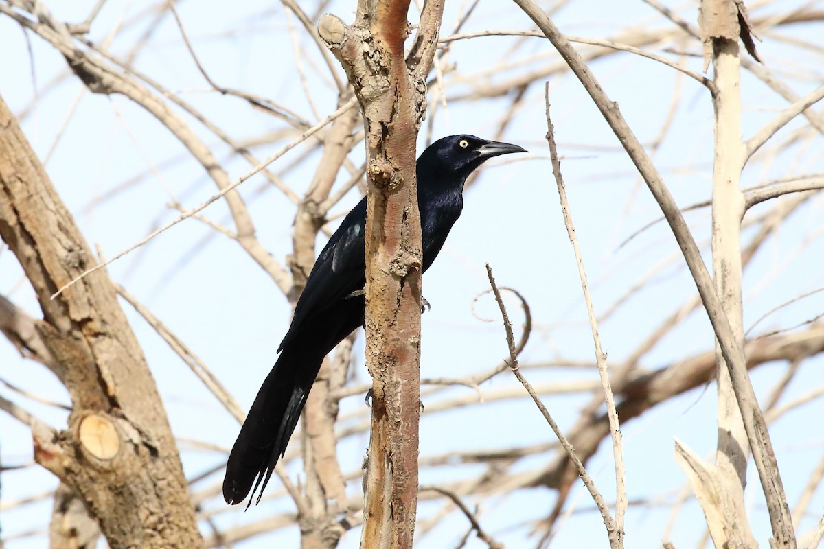 Great-tailed Grackle - ML646066414