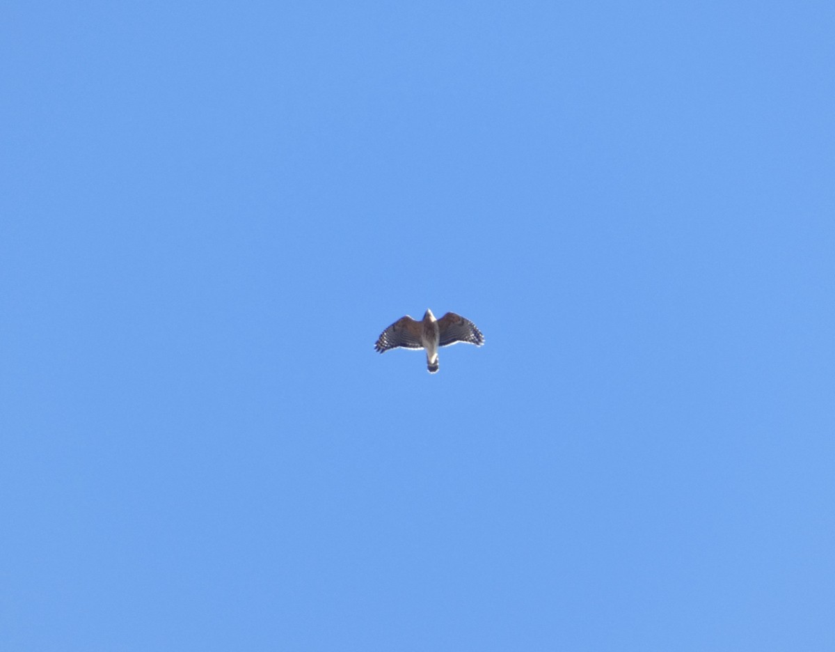 Red-shouldered Hawk - ML646066421