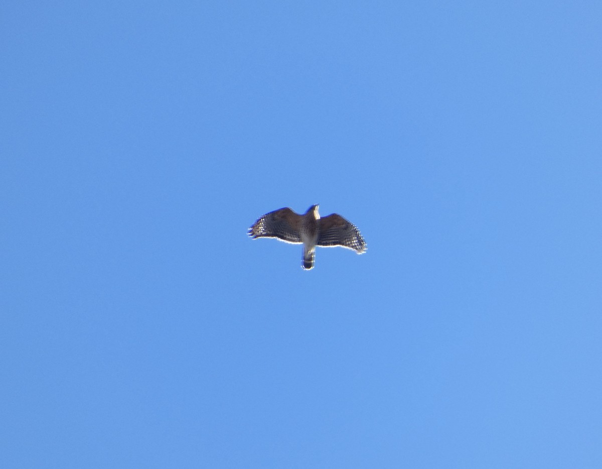 Red-shouldered Hawk - ML646066425