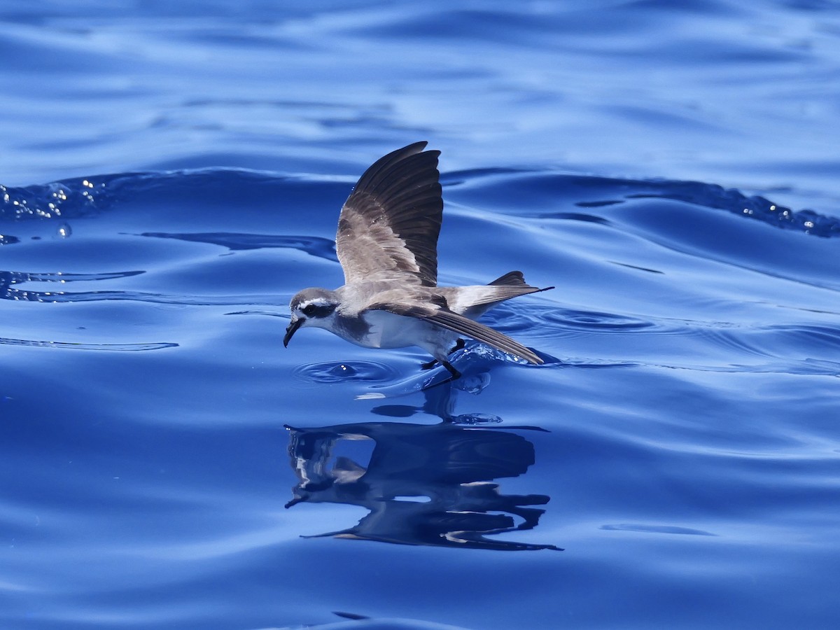 fregattstormsvale - ML646066427