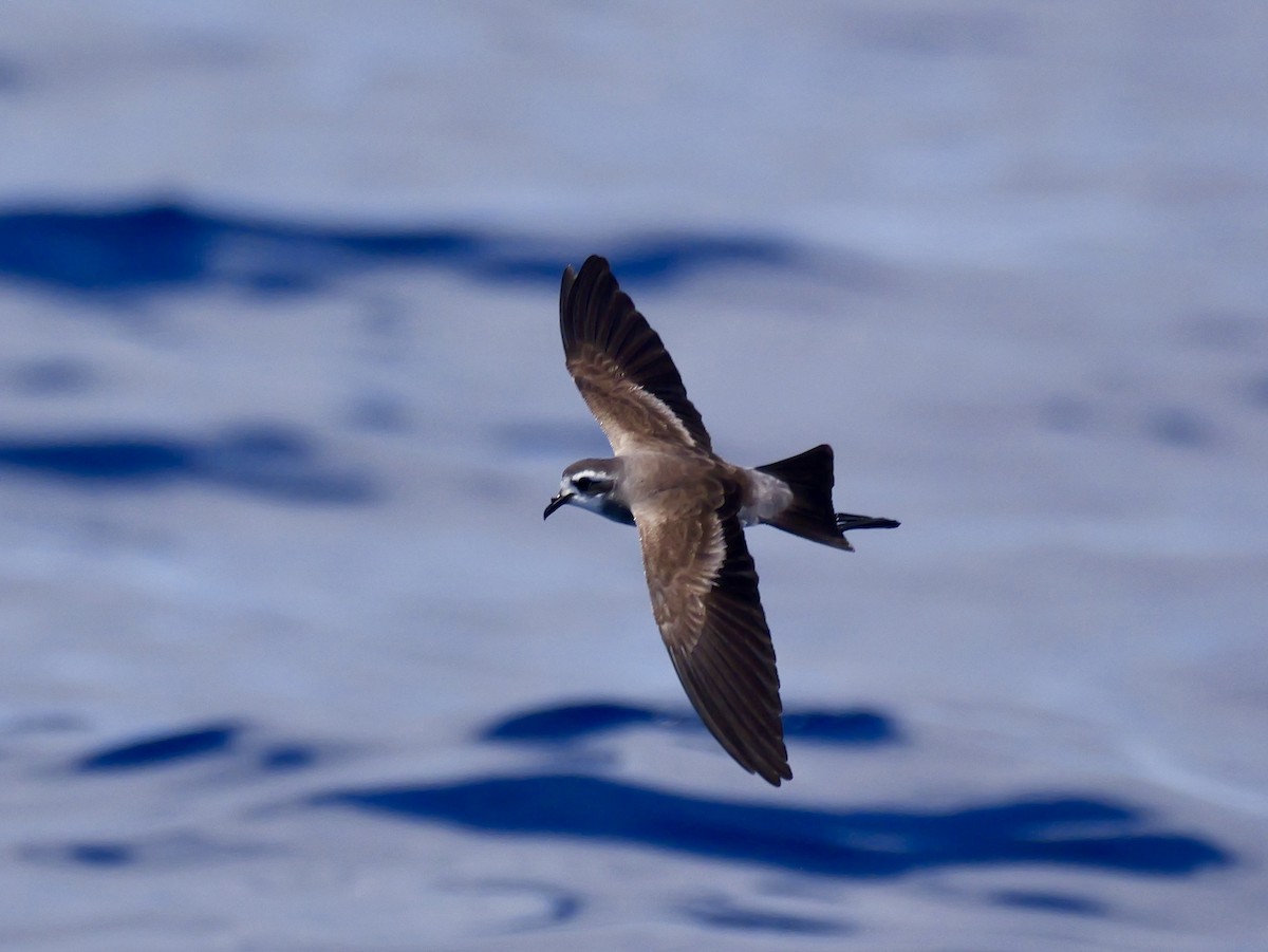 fregattstormsvale - ML646066428