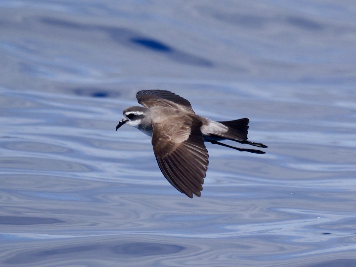 fregattstormsvale - ML646066429