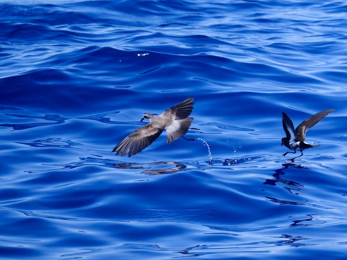 fregattstormsvale - ML646066430