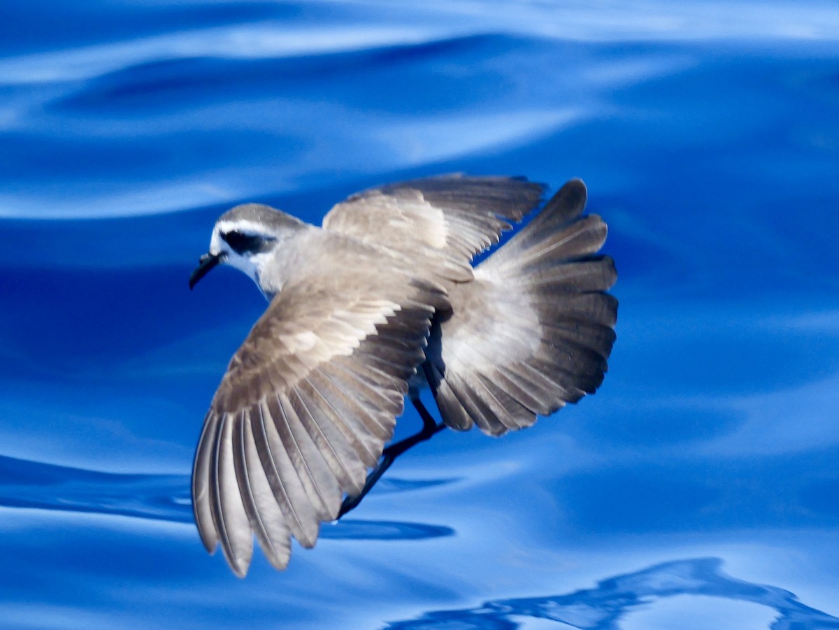 fregattstormsvale - ML646066431