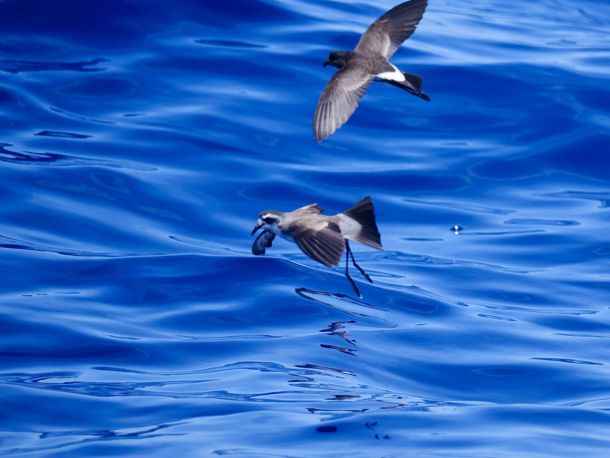 fregattstormsvale - ML646066432