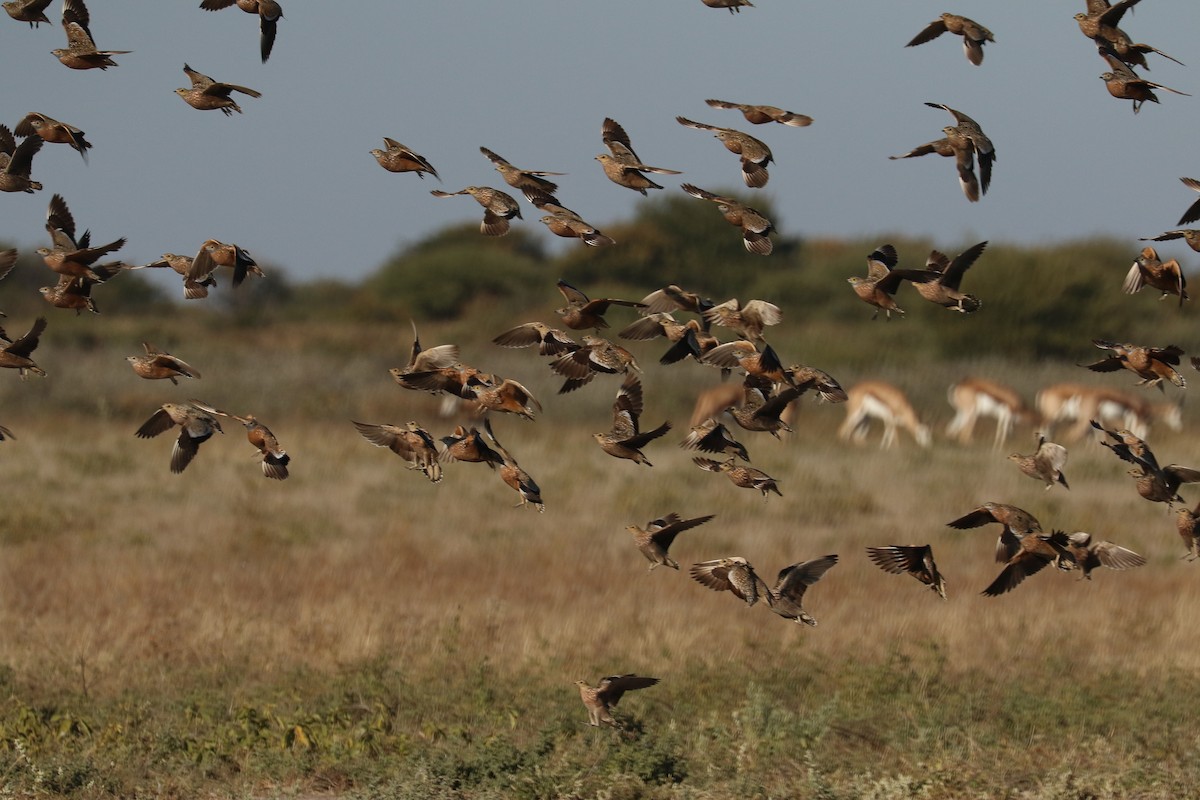 Burchell's Sandgrouse - ML646066434