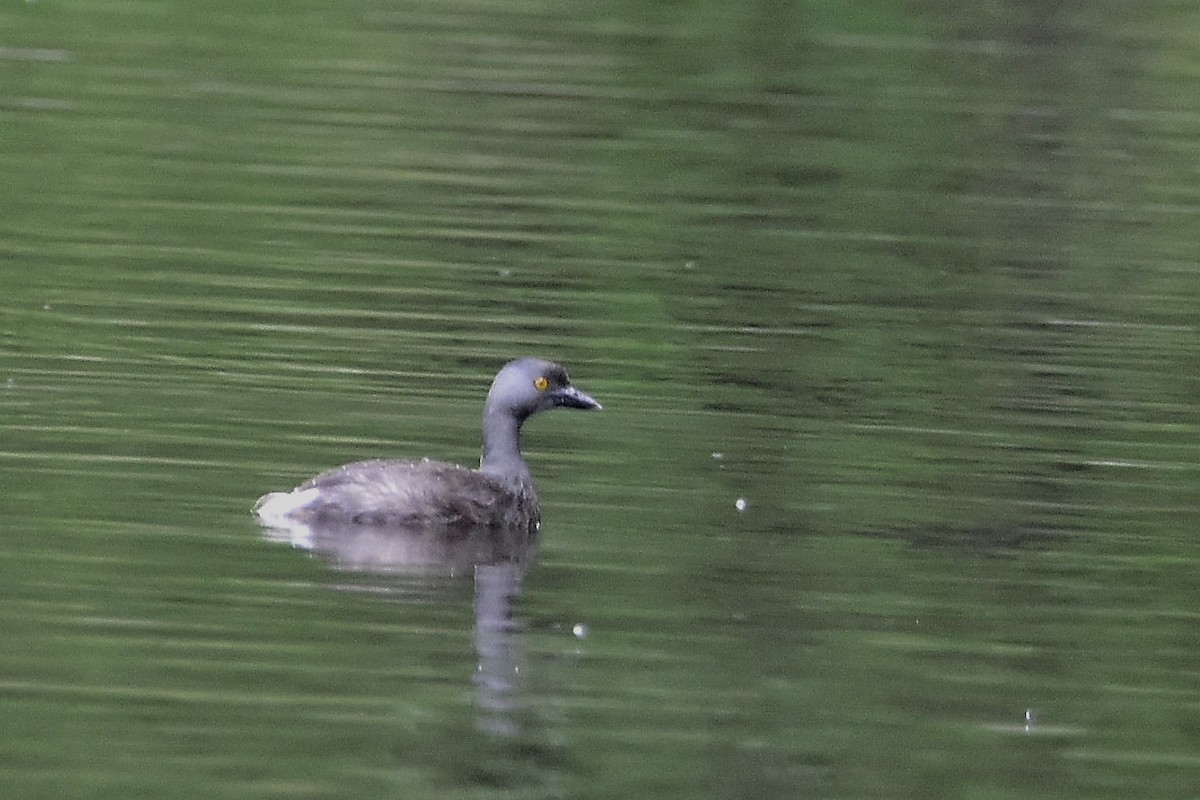 Least Grebe - ML646066439