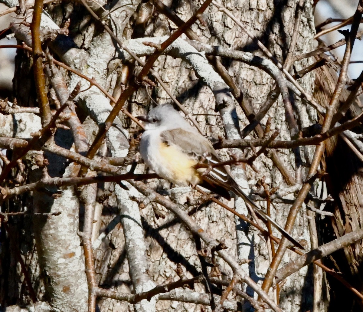 Scissor-tailed Flycatcher - ML646066445