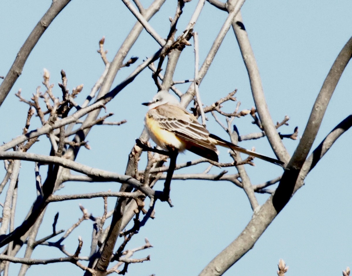 Scissor-tailed Flycatcher - ML646066446