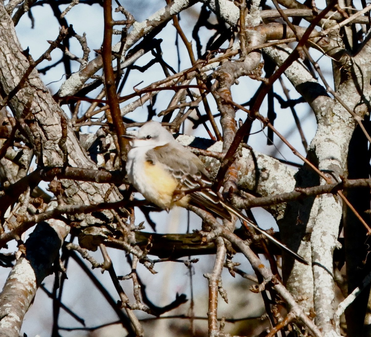 Scissor-tailed Flycatcher - ML646066447