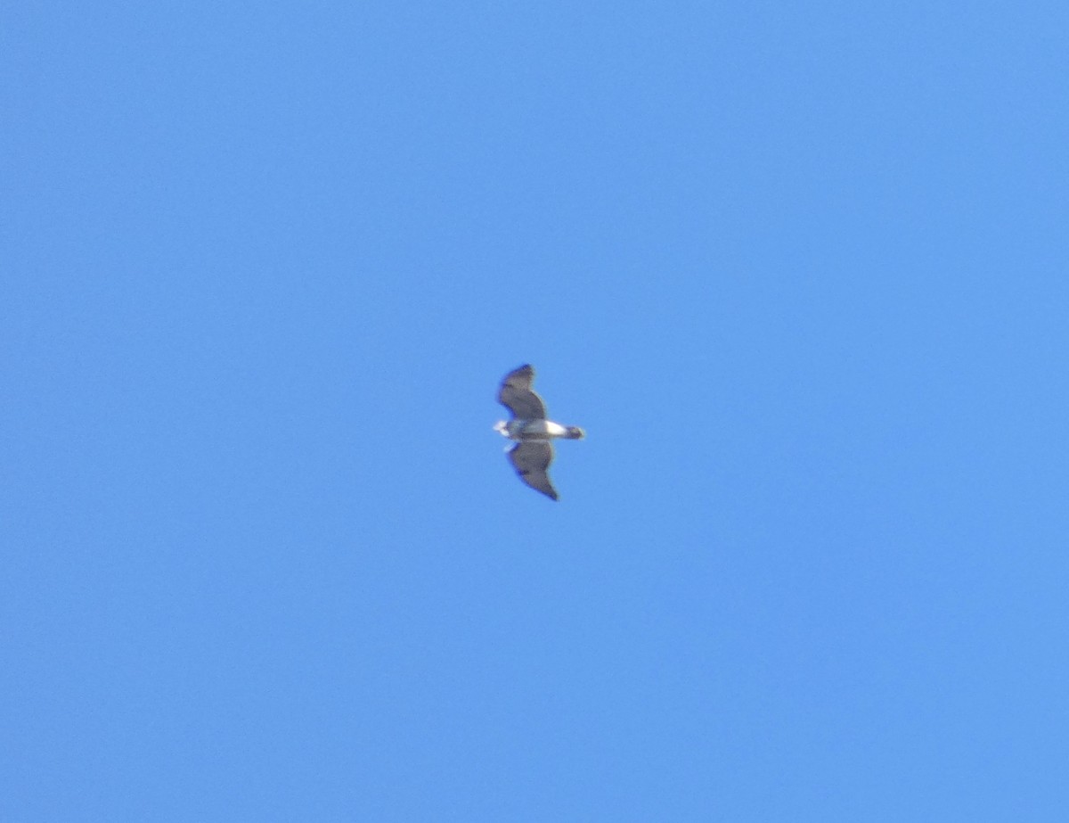 Red-tailed Hawk - ML646066449