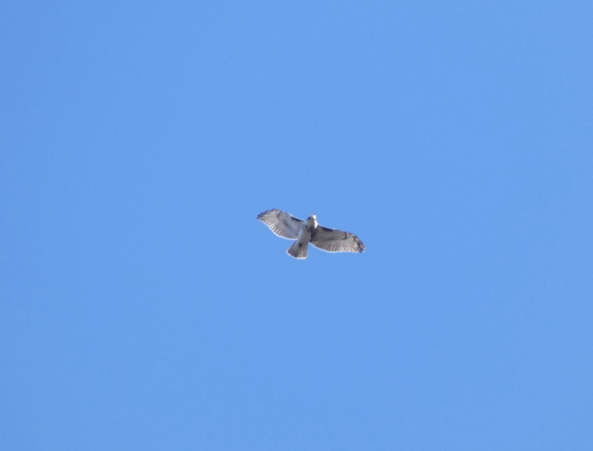 Red-tailed Hawk - ML646066450