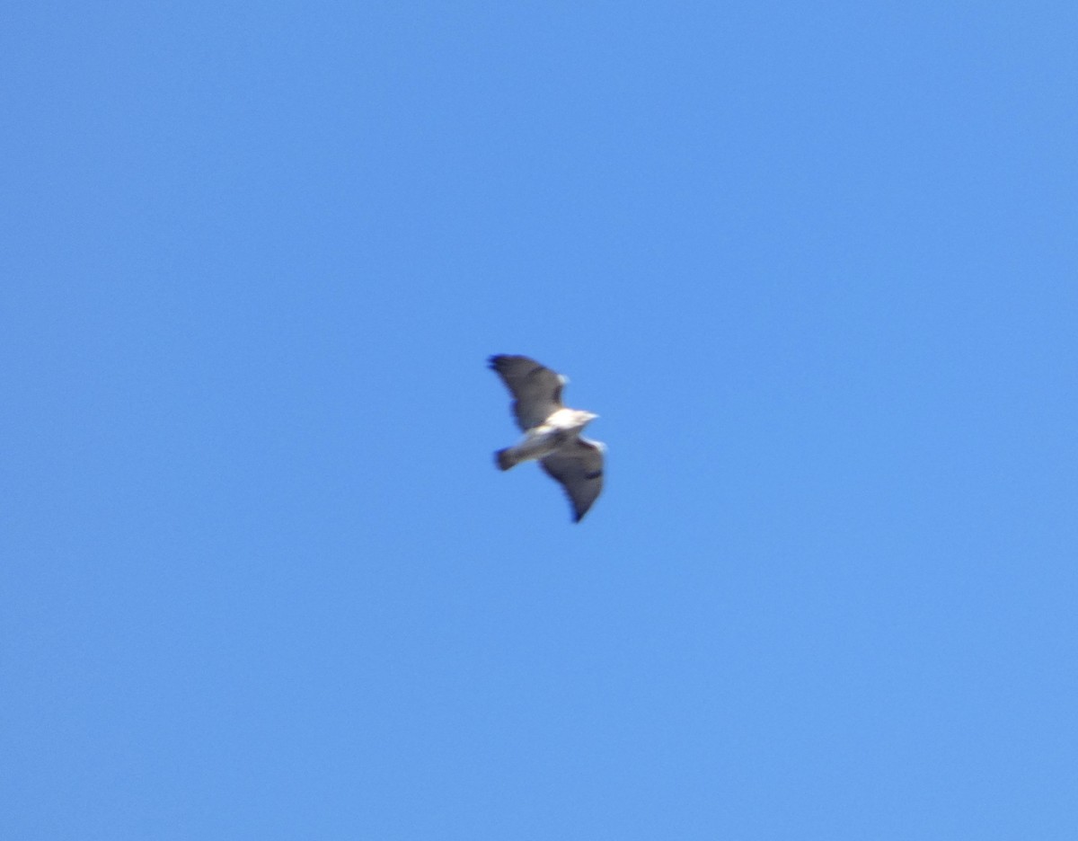 Red-tailed Hawk - ML646066452