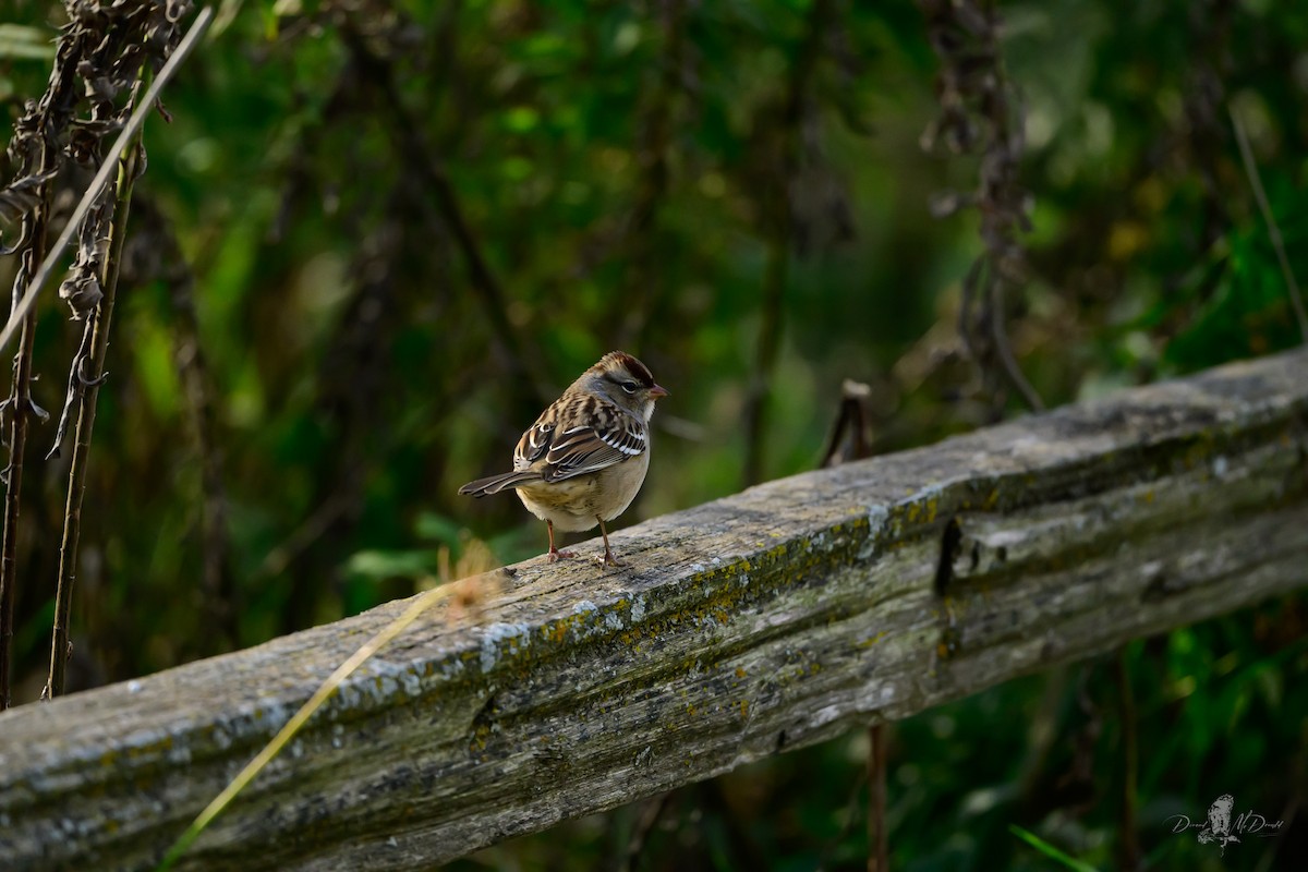 White-crowned Sparrow - ML646066469