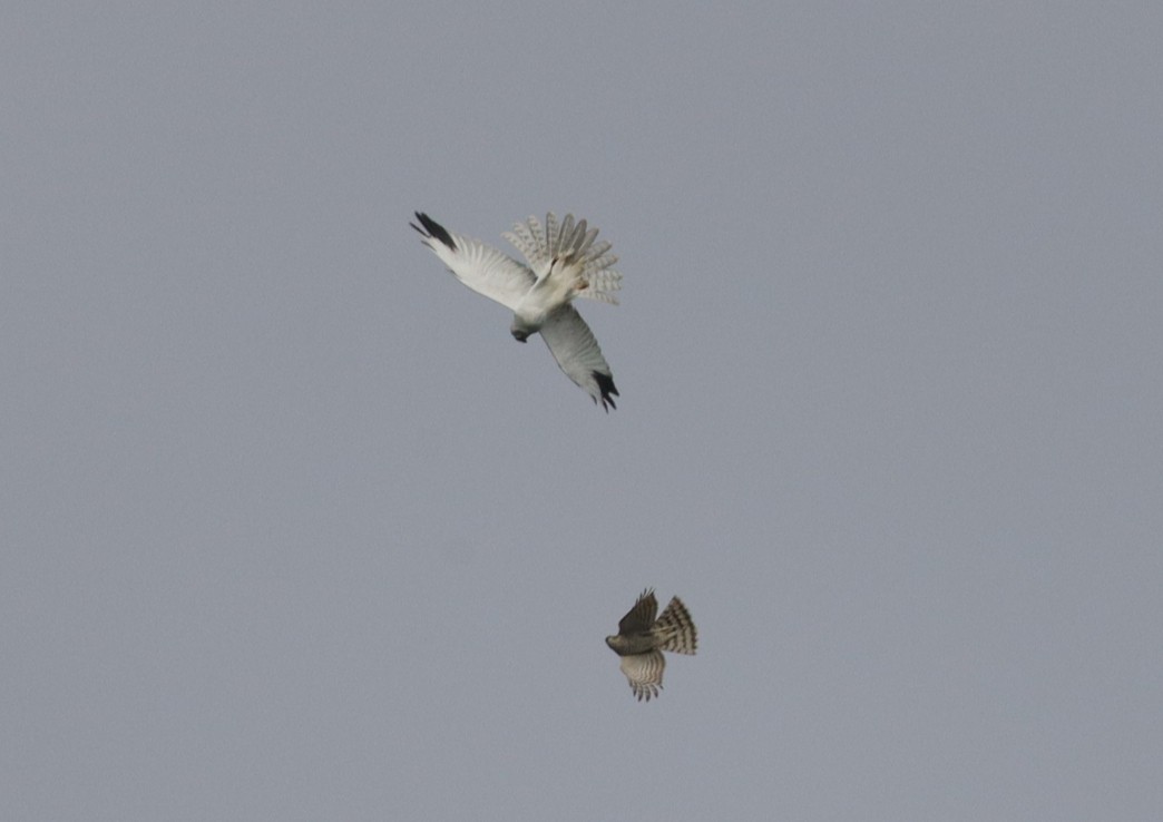 Pallid Harrier - ML646066476