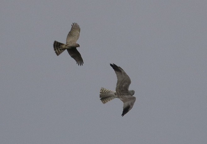 Pallid Harrier - ML646066477