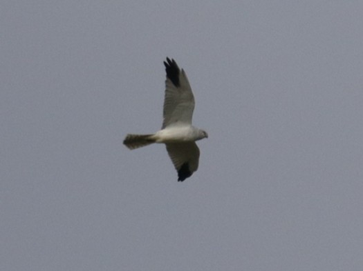 Pallid Harrier - ML646066478