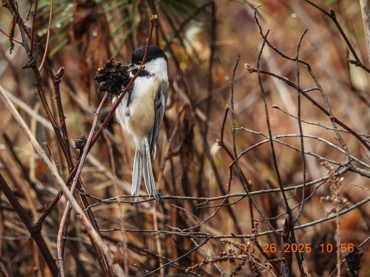 Black-capped Chickadee - ML646066483