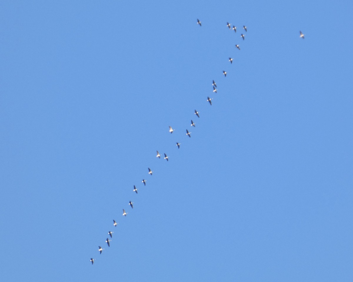 Canada Goose - ML646066499