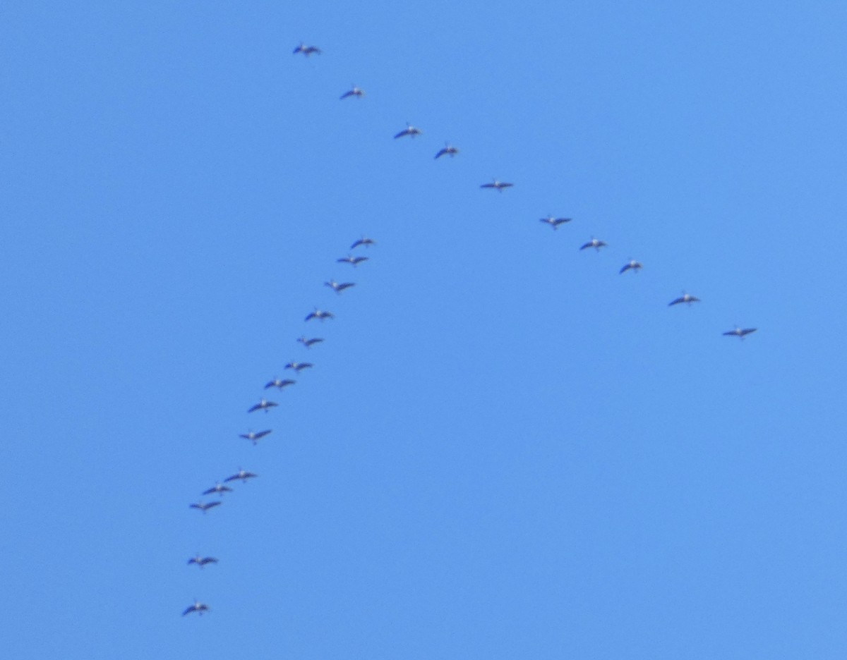 Canada Goose - ML646066500