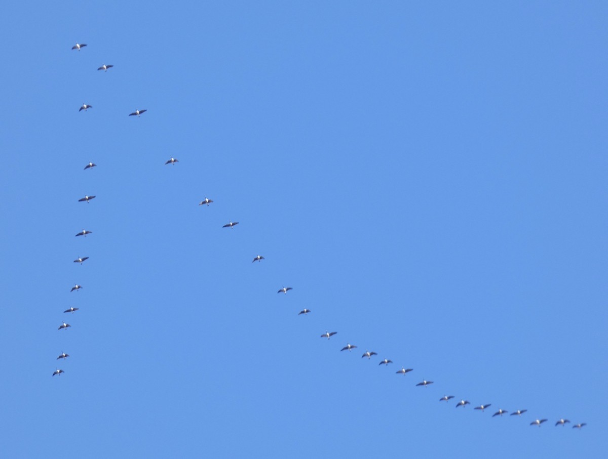 Canada Goose - ML646066501