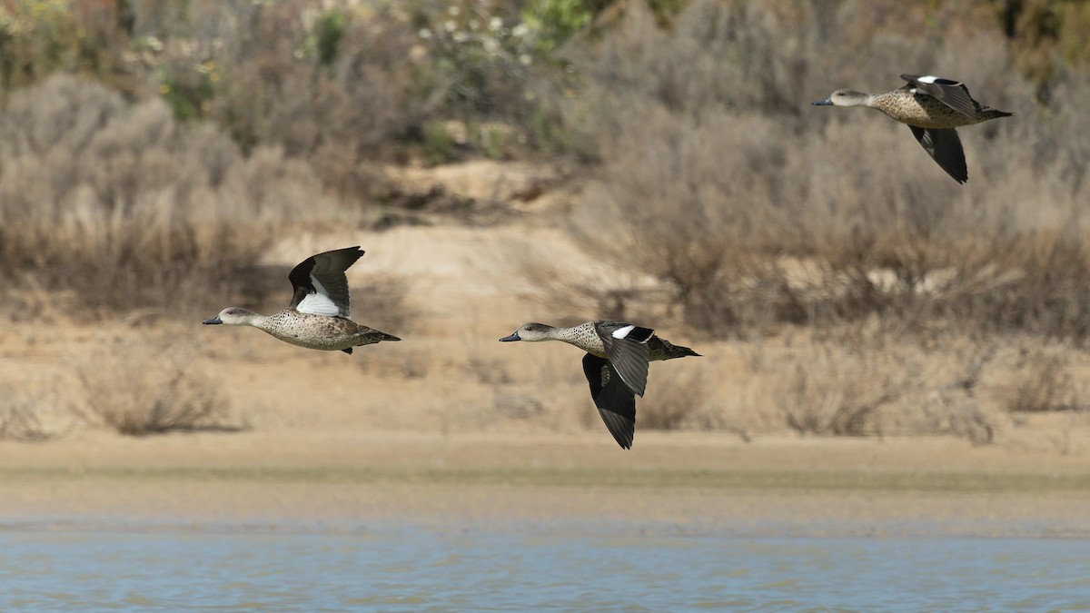 Gray Teal - ML646066503