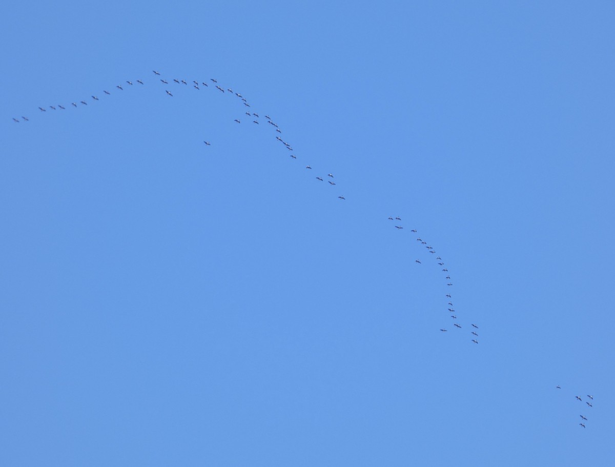 Canada Goose - ML646066505