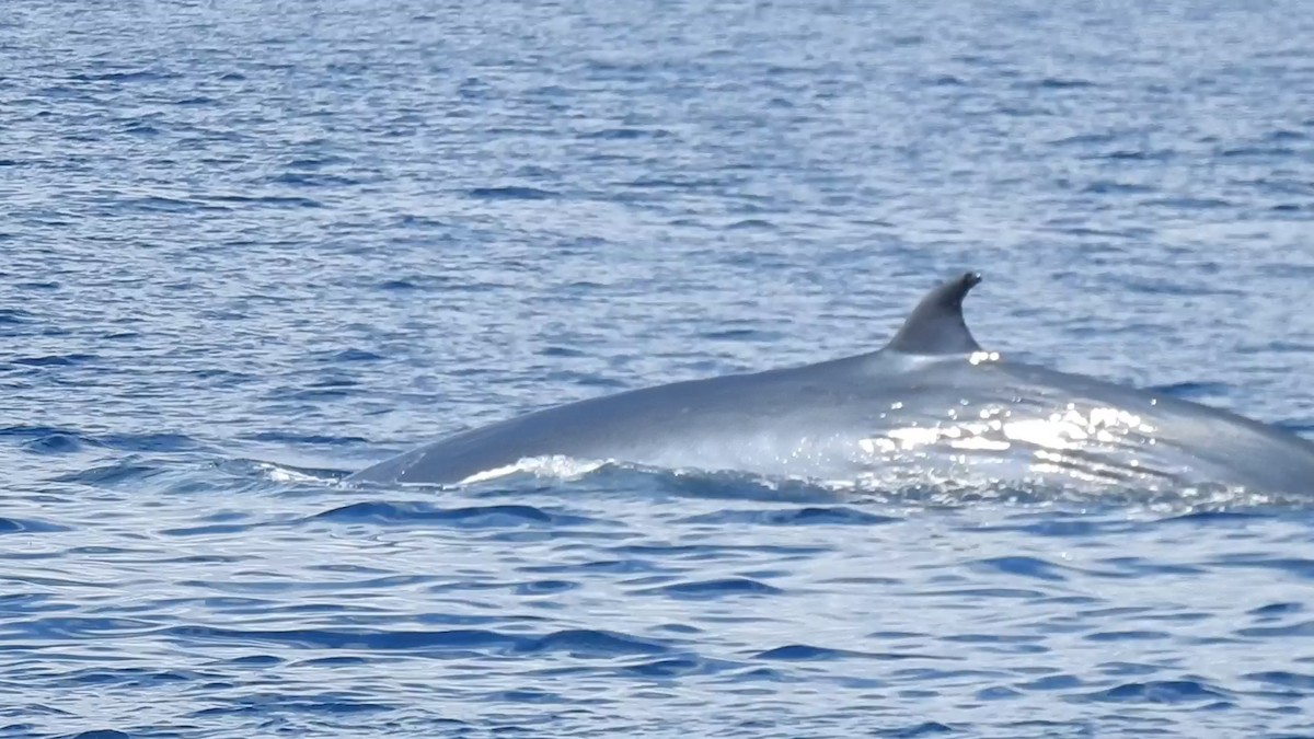 Bryde's Whale - ML646066509