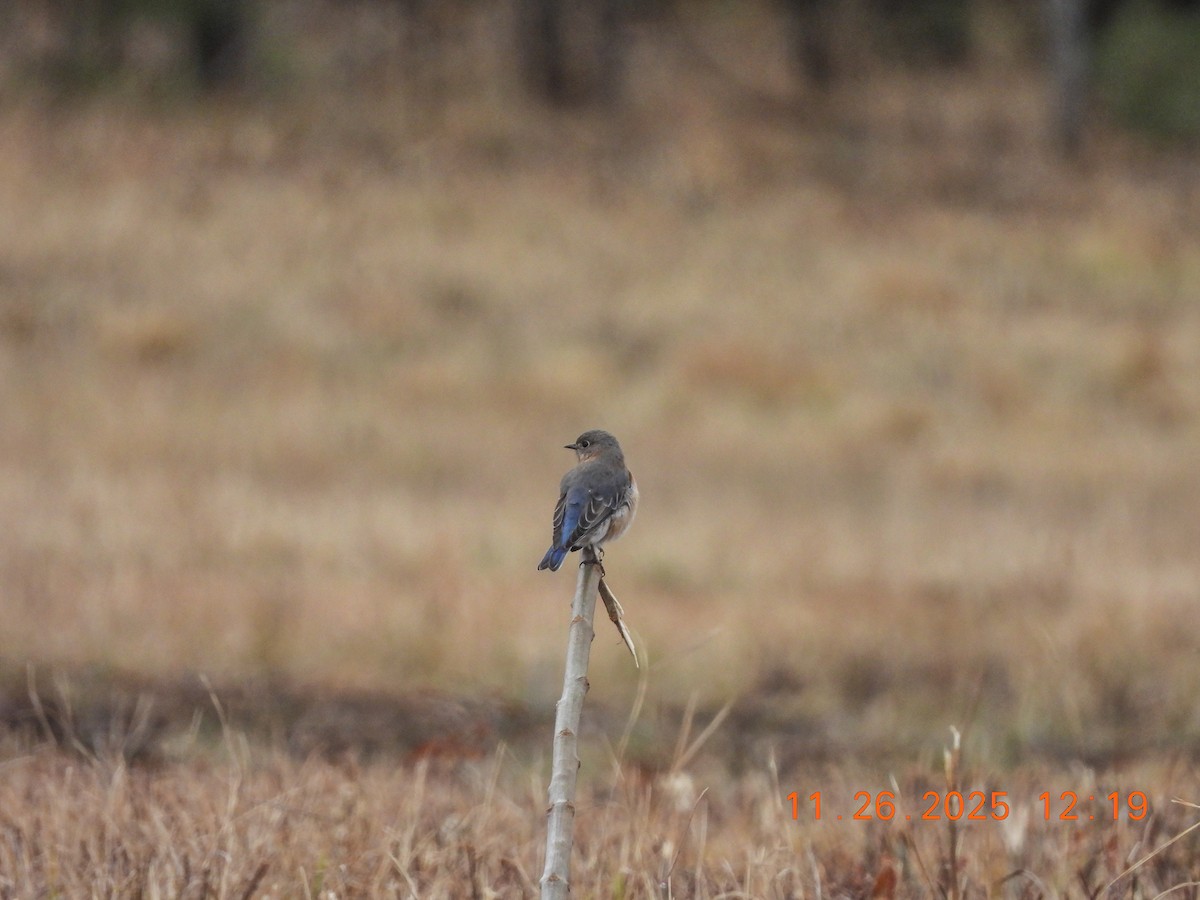 Eastern Bluebird - ML646066519