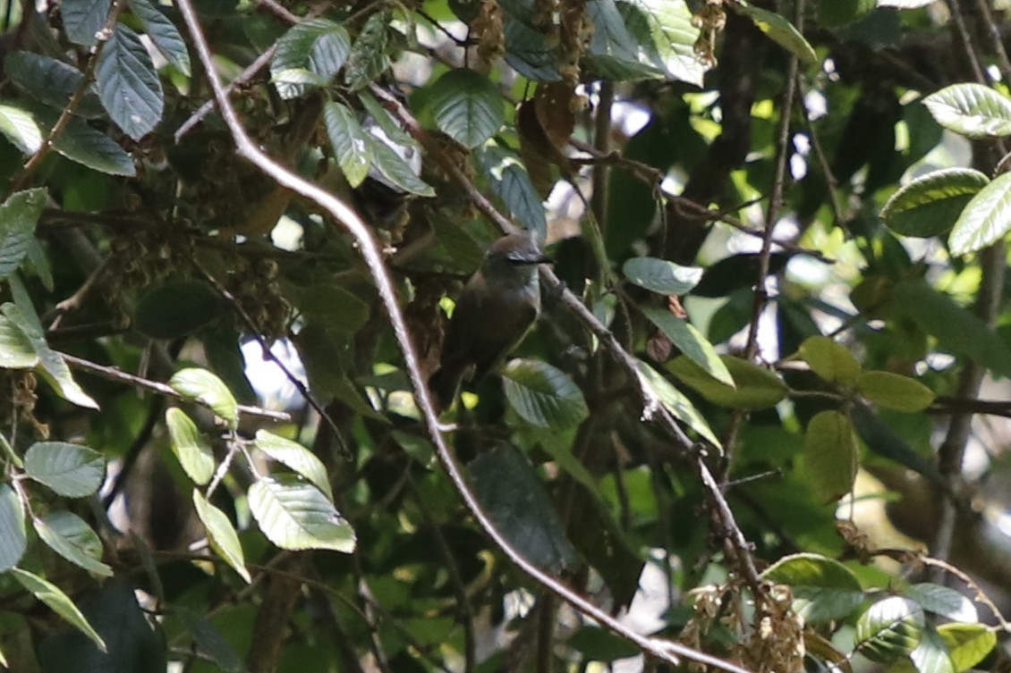 チャイロセンニョムシクイ - ML646066525