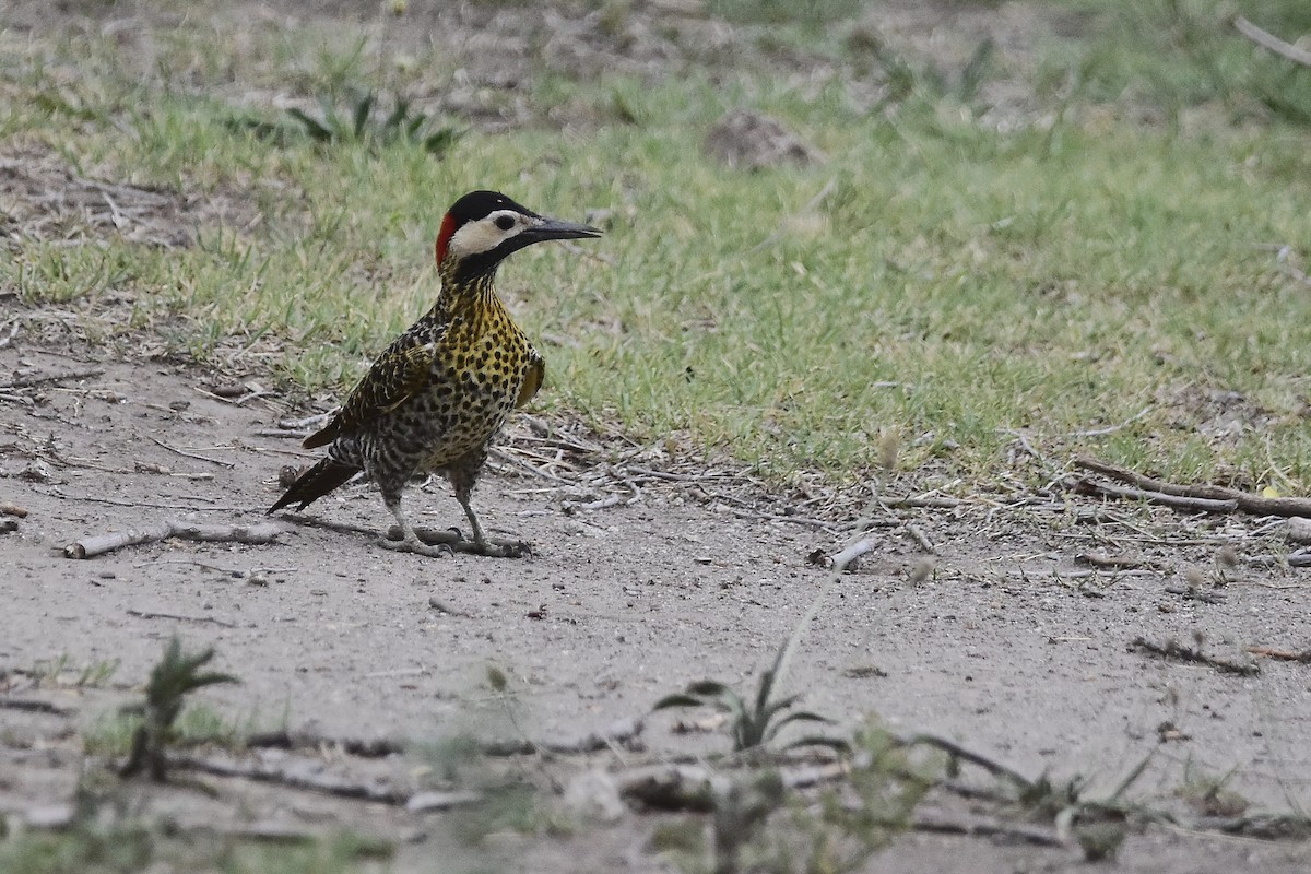 Grünbindenspecht - ML646066536