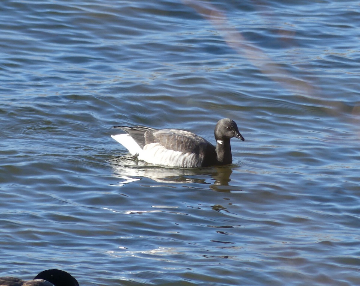 Brant - ML646066537
