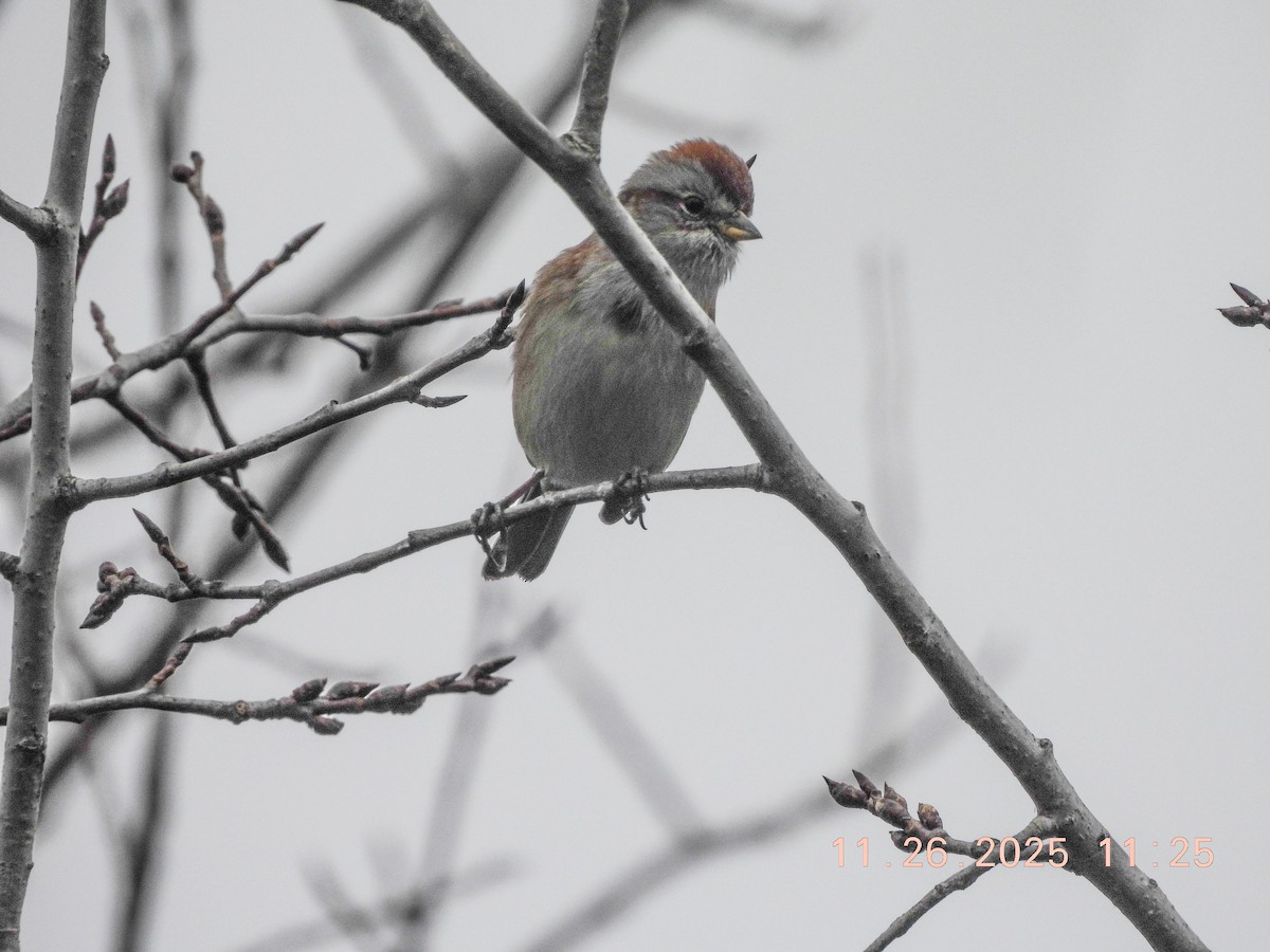 American Tree Sparrow - ML646066544