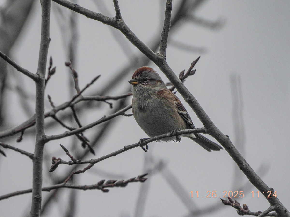 American Tree Sparrow - ML646066545