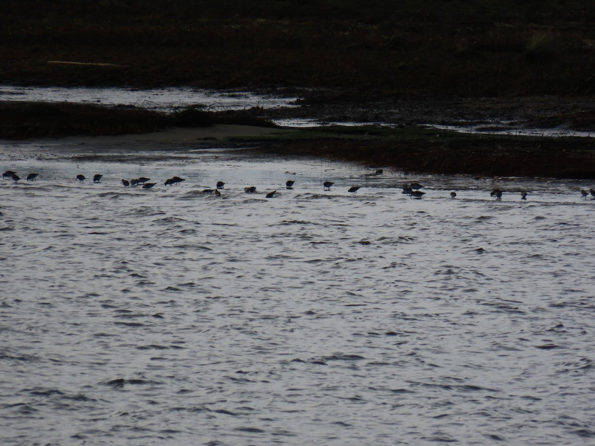 Kara Karınlı Kumkuşu - ML646066548