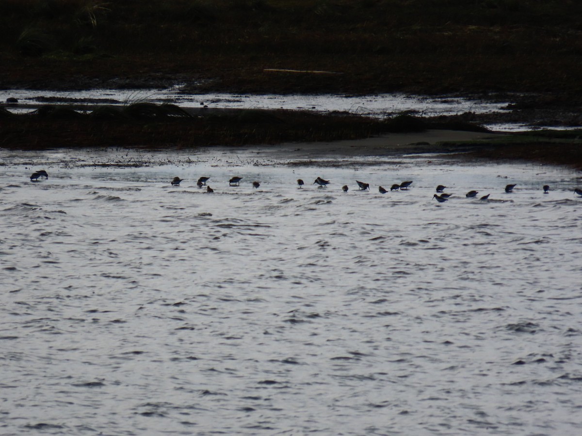 Kara Karınlı Kumkuşu - ML646066549