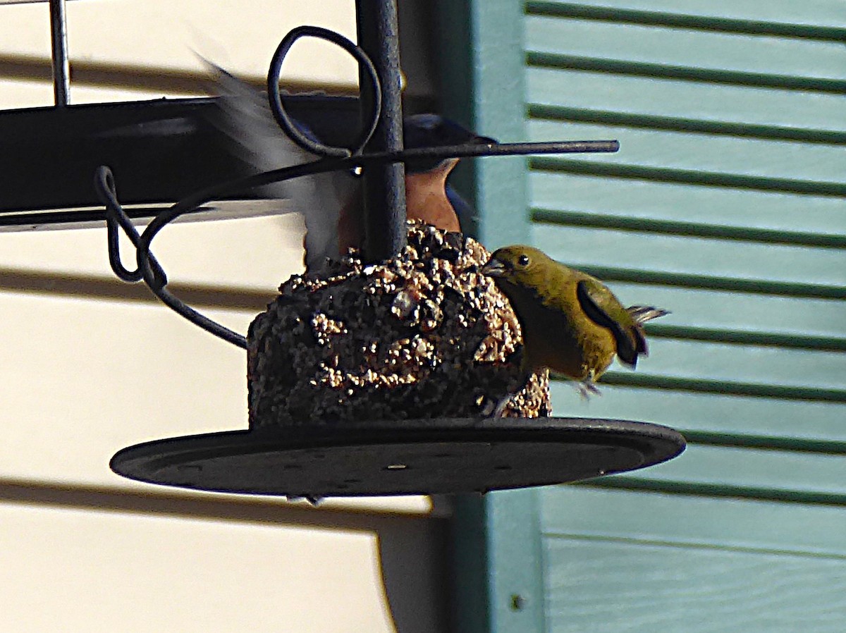 Painted Bunting - ML646066555