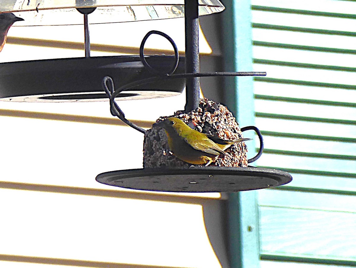 Painted Bunting - ML646066556